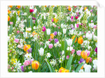 Colorful Tulip flowers by Assaf Frank